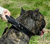 Cane Corse dog Dog Collar,leather dog collar,nylon dgo collar, training dog collar,raining dog collars,studded dog collars,spikes dog collars