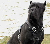 Leather custom dog harness,best  dog harness,designer dog harness,handmade dog harness