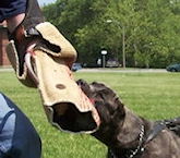 Dog protection sleeves