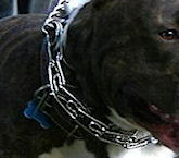 Cane Corso prong dog collars,pinch collars, curogan dog collars, Herm Sprenger chain collars