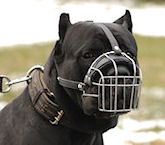 Cane Corso dog muzzle