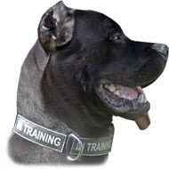 Nylon Cane Corso Collar with Identification Patches