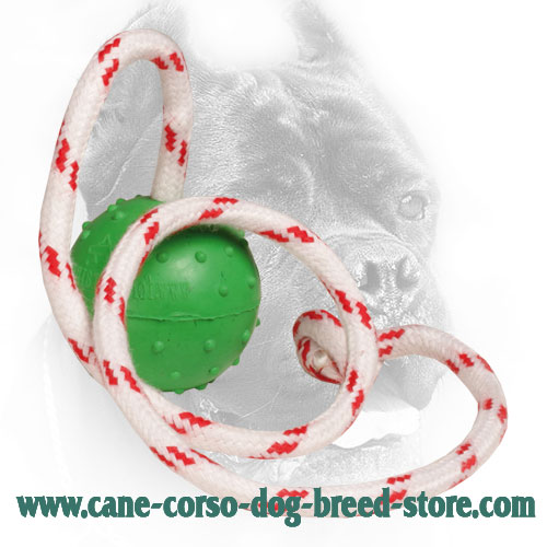 Training Cane Corso Ball with Nylon Rope