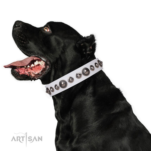 Impressive decorated leather dog collar for easy wearing