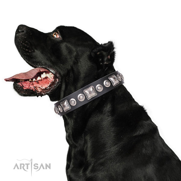 Designer adorned genuine leather dog collar for everyday walking