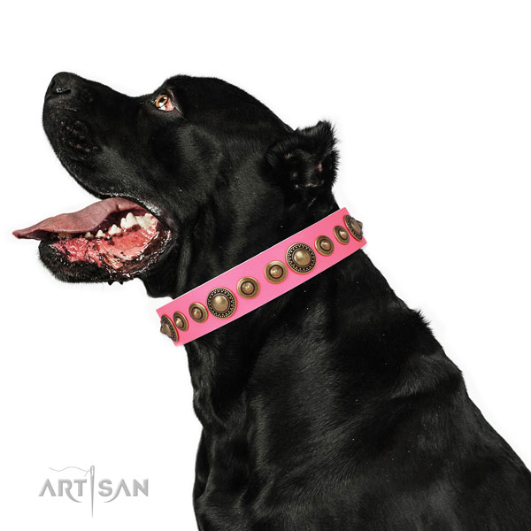 Reliable buckle and D-ring on genuine leather dog collar for everyday walking