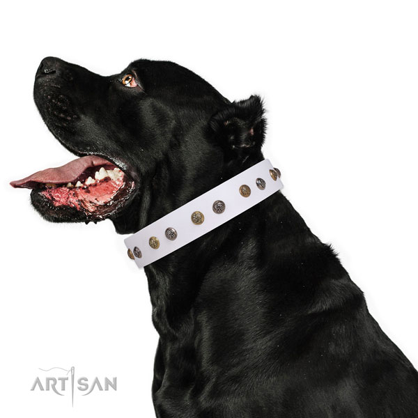 Everyday walking adorned dog collar made of high quality genuine leather