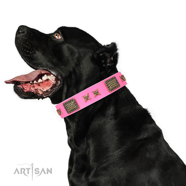 Extraordinary embellishments on daily use genuine leather dog collar