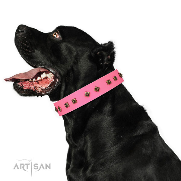 Fashionable decorations on daily walking dog collar