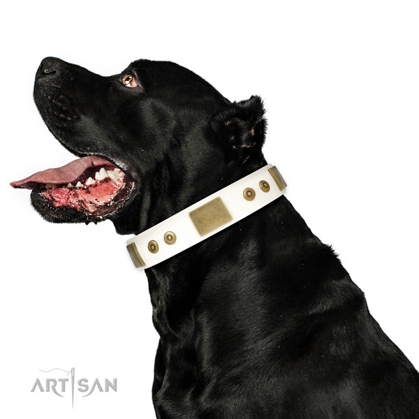 Strong stylish walking dog collar of leather