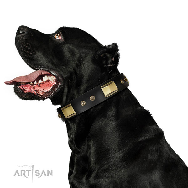 Daily use dog collar of natural leather with incredible embellishments