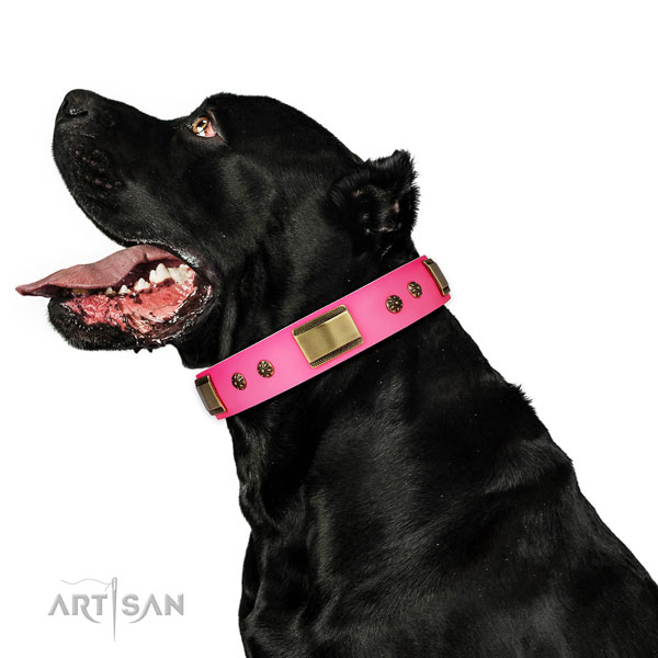 Handy use dog collar of genuine leather with incredible adornments