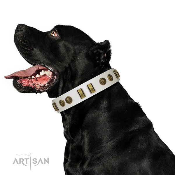 Corrosion proof fittings on full grain genuine leather dog collar for stylish walking