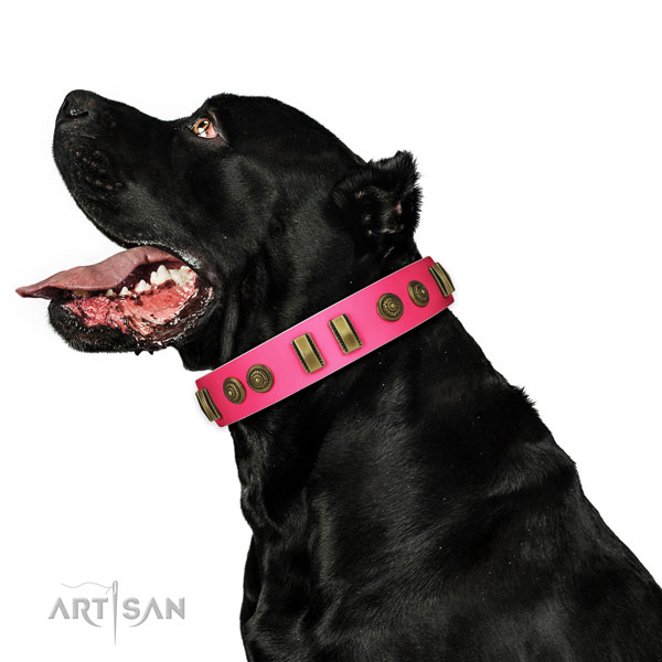 Walking dog collar of genuine leather with unique embellishments