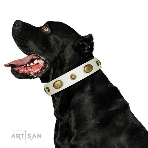 Daily walking dog collar of leather with unusual adornments