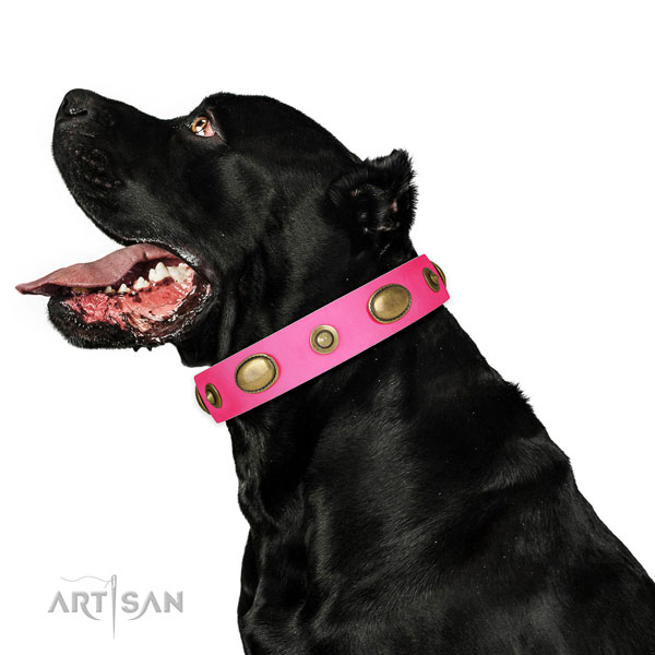 Walking dog collar of natural leather with extraordinary embellishments