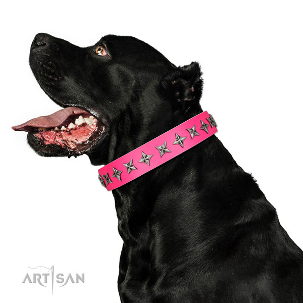 Top notch genuine leather dog collar with inimitable adornments