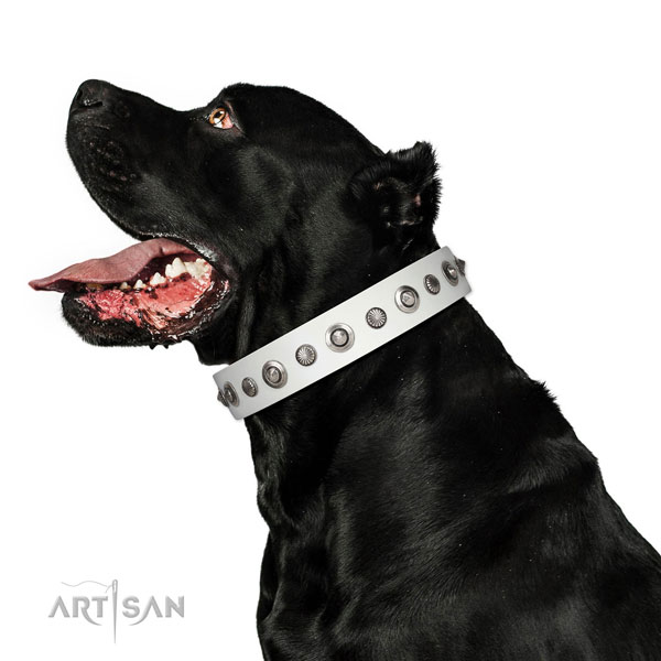 Leather collar with durable buckle for your impressive pet