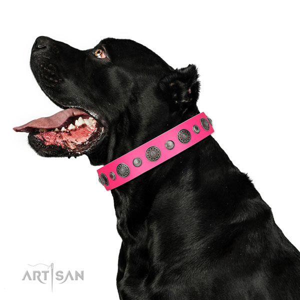 Embellished natural leather dog collar with rust-proof hardware