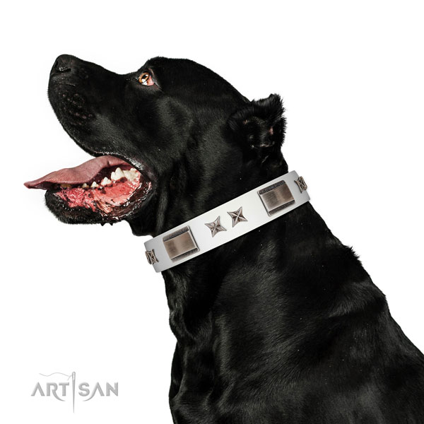 Exceptional collar of leather for your lovely four-legged friend