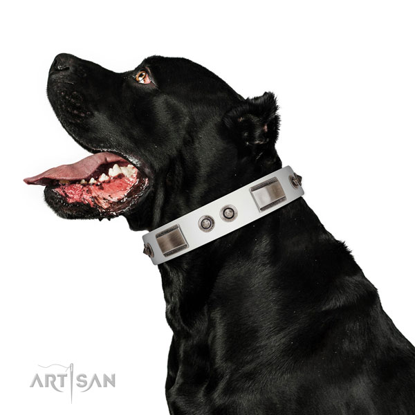 Impressive genuine leather dog collar with adornments