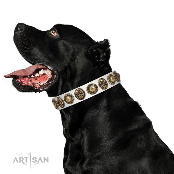 Stunning genuine leather collar for your stylish canine