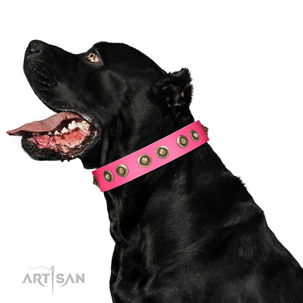 Leather collar with decorations for your handsome canine