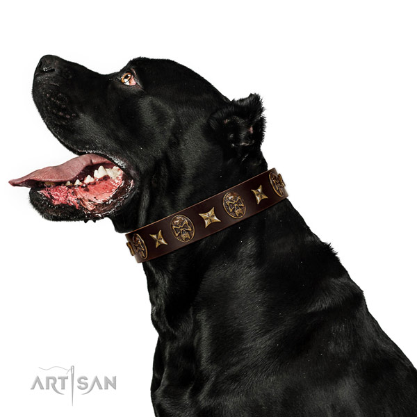 Easy wearing dog collar of genuine leather with awesome adornments