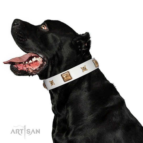 Incredible full grain natural leather dog collar with studs