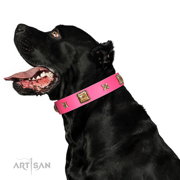 Leather dog collar of top notch material with unusual adornments
