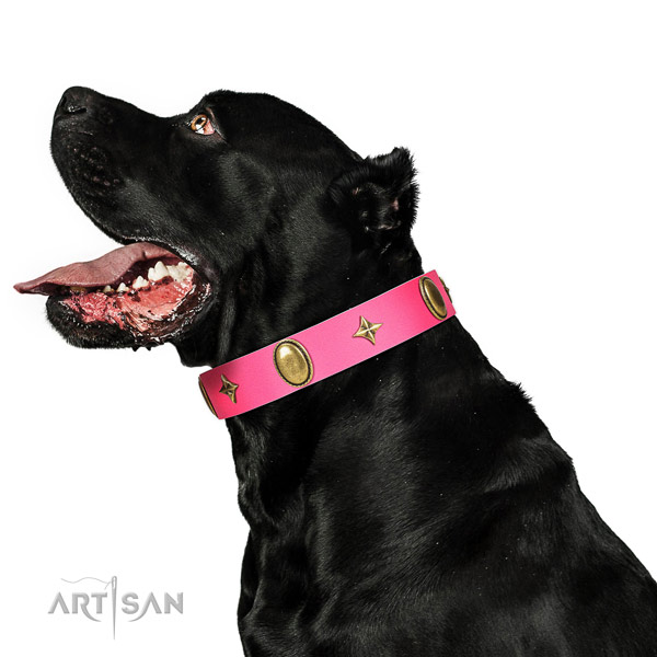 High quality natural leather collar with awesome studs for your dog