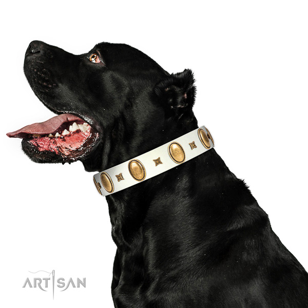 Impressive adorned leather dog collar of best quality material