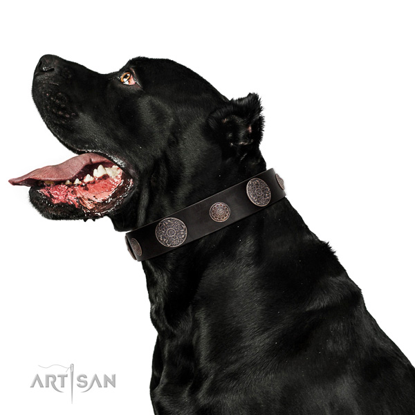 Leather dog collar with rust-resistant hardware for safe canine control