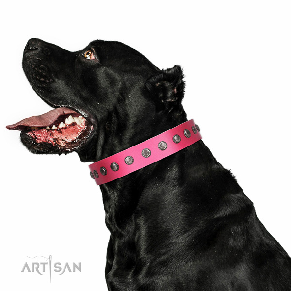 Natural leather dog collar with stylish design embellishments handcrafted dog