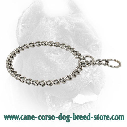 Chrome Plated Cane Corso Choke Collar for Dog Training 