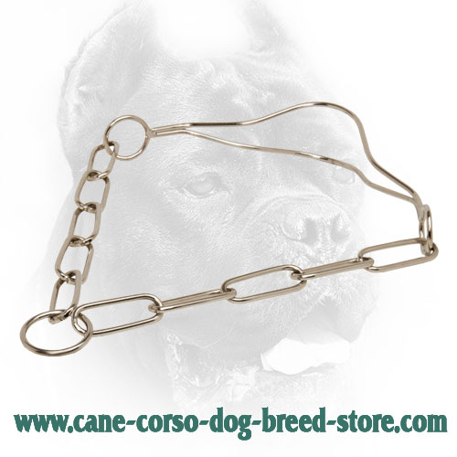 Strong Cane Corso Collar for Dog Shows 