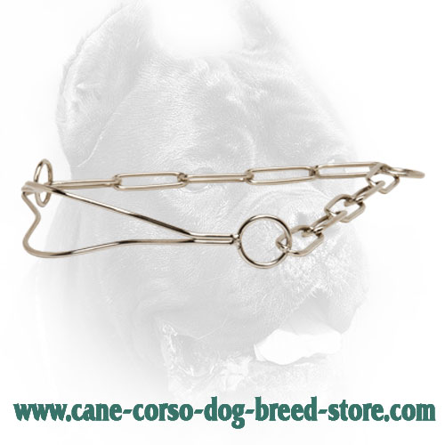 Chrome Plated Cane Corso Collar for Dog Shows with Fur Saving Links