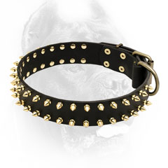 Designer Cane Corso Collar with Brass Spikes