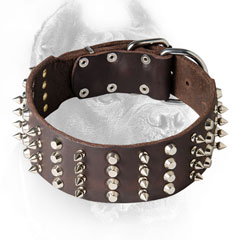  Cane Corso Collar with Nickel Plated Studs and Spikes