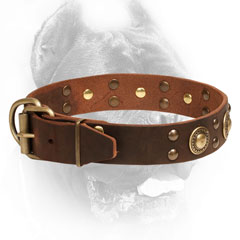 Cane Corso Collar with Strong Buckle
