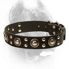 Studded Cane Corso Collar