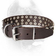 Durable Cane Corso Collar with Standard Buckle