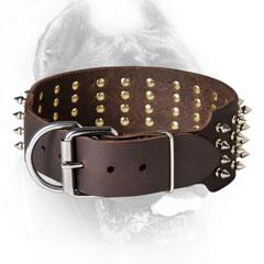 Designer Cane Corso Collar with Nickel Plated Fittings