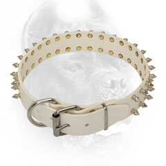 Cane Corso Collar of White Color