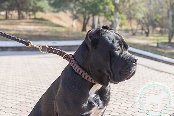 Cane Corso braided choke collar
