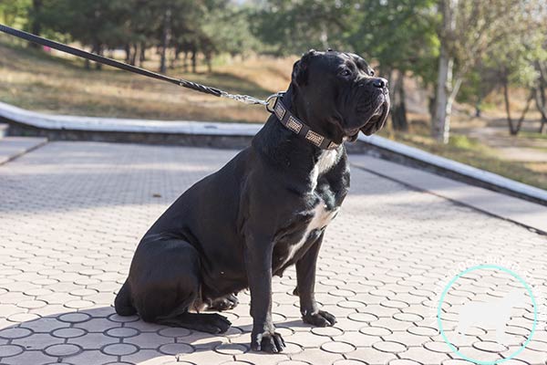 Cane Corso durable collar adorned with plates