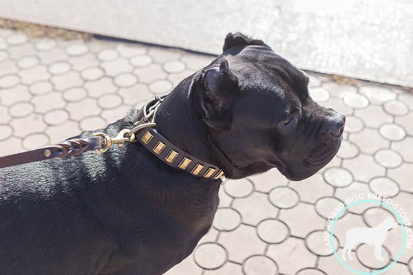 Cane Corso comfortable collar for any activity