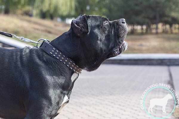 Awesome design Cane Corso leather collar