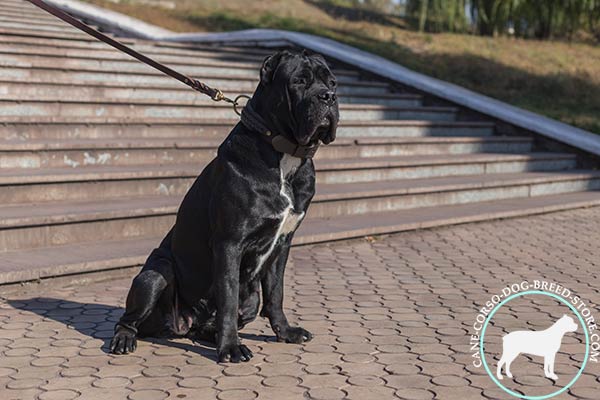 Braided design Cane Corso leather collar