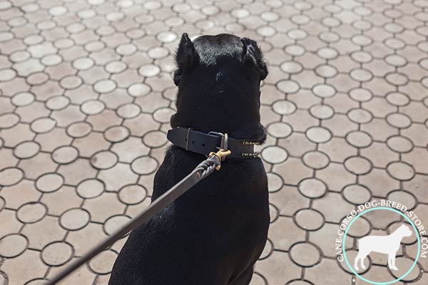 Cane Corso collar with dependable brass hardware
